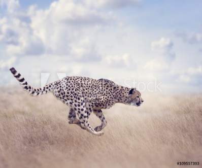 Picture of Cheetah Acinonyx jubatus Running
